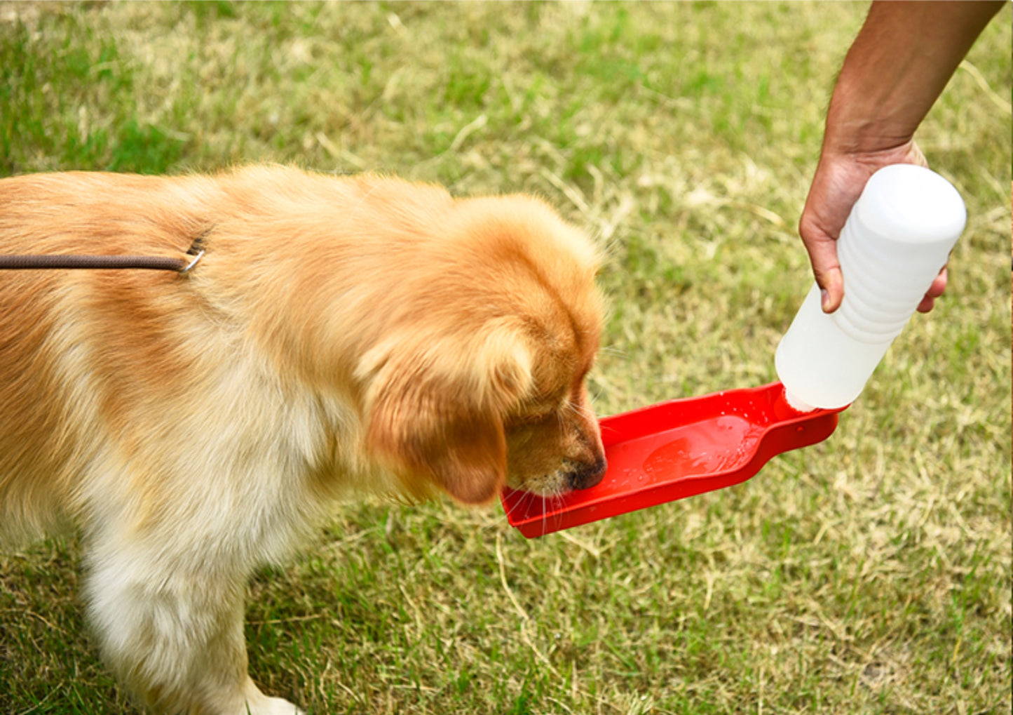 Portable Pet Travel Water Bowl Bottle Feeder Drinking Fountain